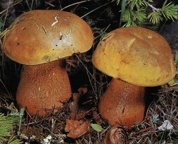 Лесные конкуренты грибников, или Кого «боятся» белые грибы?
